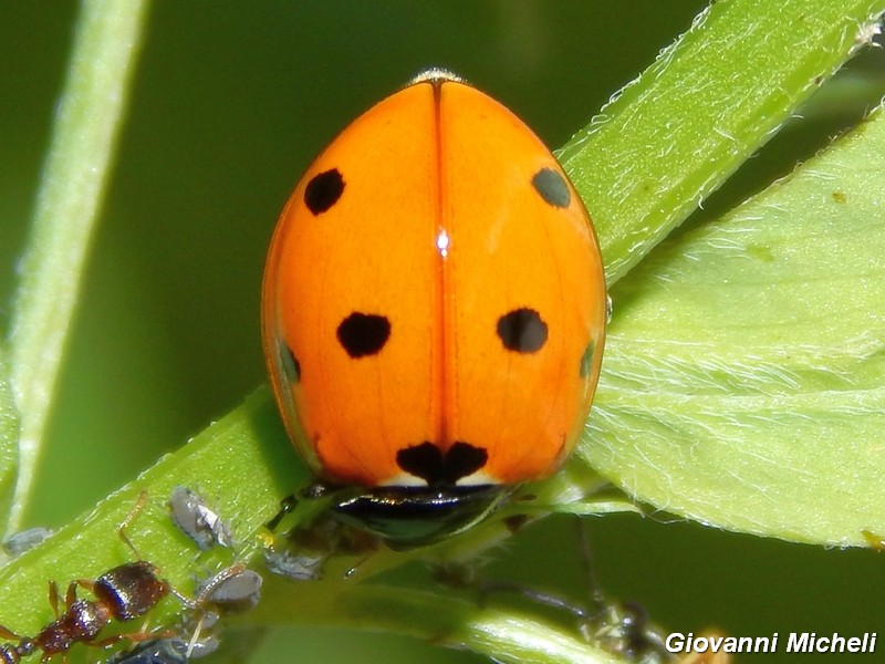 Coccinella septempunctata e Hippodamia variegata